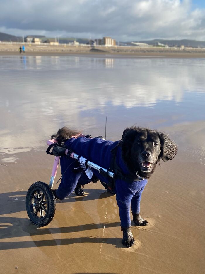 Our Awesome Boy Nambo, Suffered With Degenerative Myelopathy. Best Dog Ever. We Lost Him In May