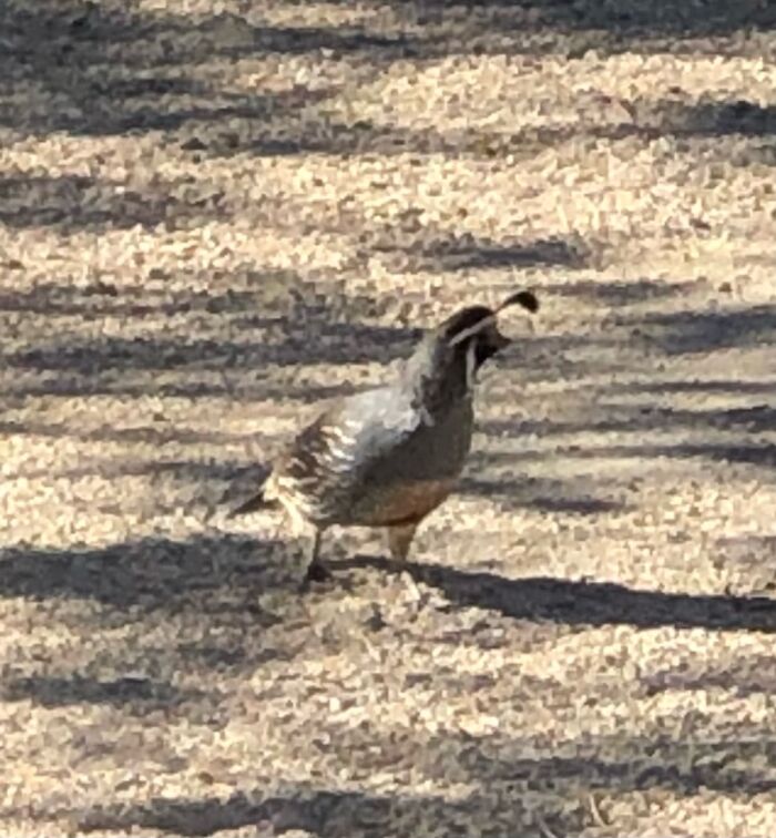 California Quail Family In My Backyard Under The Bird Feeder Eating Fallout