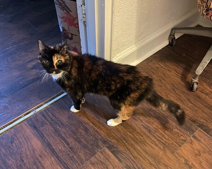 Piglet Is A Healthy, Happy 20 Years Old. She A Tough Old Gal!