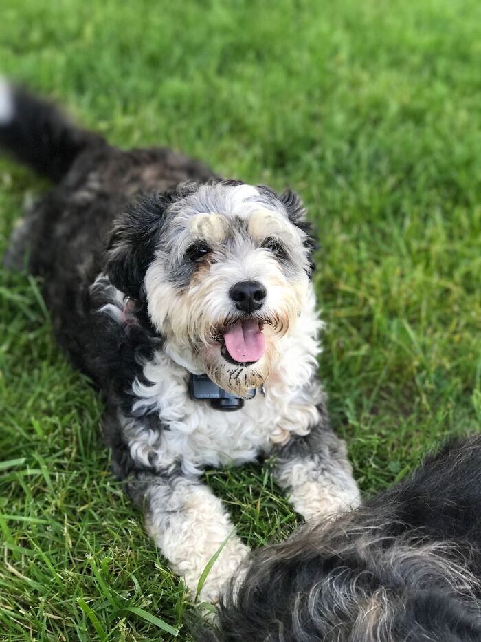 Tskye, 8 Years. Separation Anxiety From Being Abandoned, Neurological Issues But Our Girl!