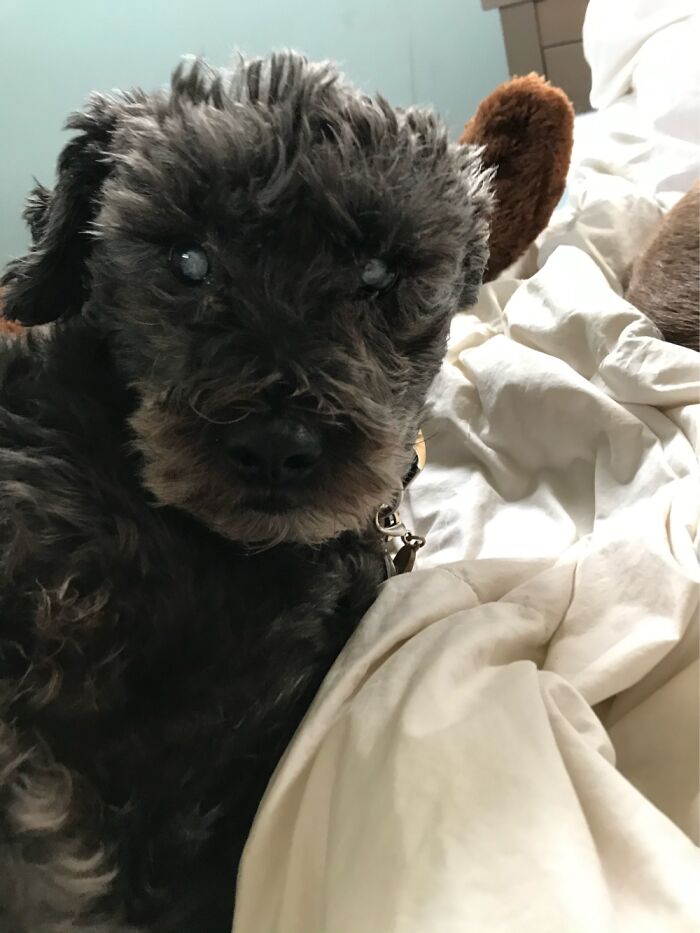 Cherri, My Mostly Blind 10 Year Old