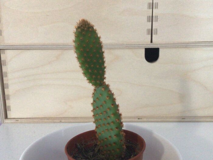 Casey The Cactus