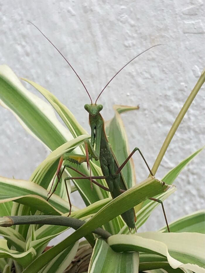 Mantis On My Spider Plant