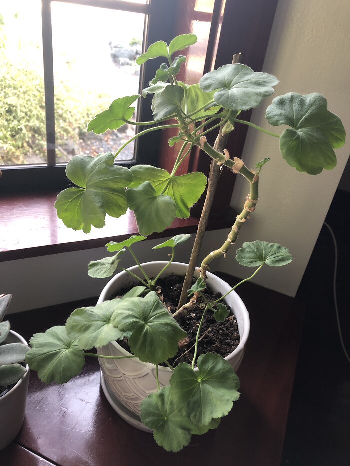 Geranium Grew So Much