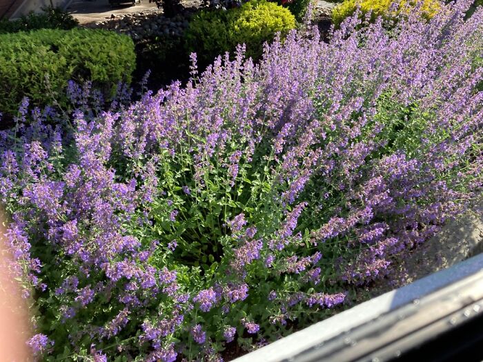 Lavender At The Drive-Thru