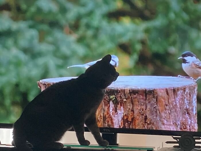 @luckymrbiskit Watching TV