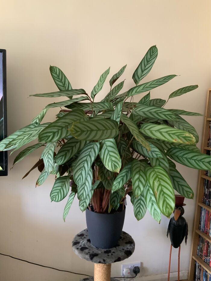 This Was About One Tenth Of This Size In February.. It Obviously Likes Being In My House!