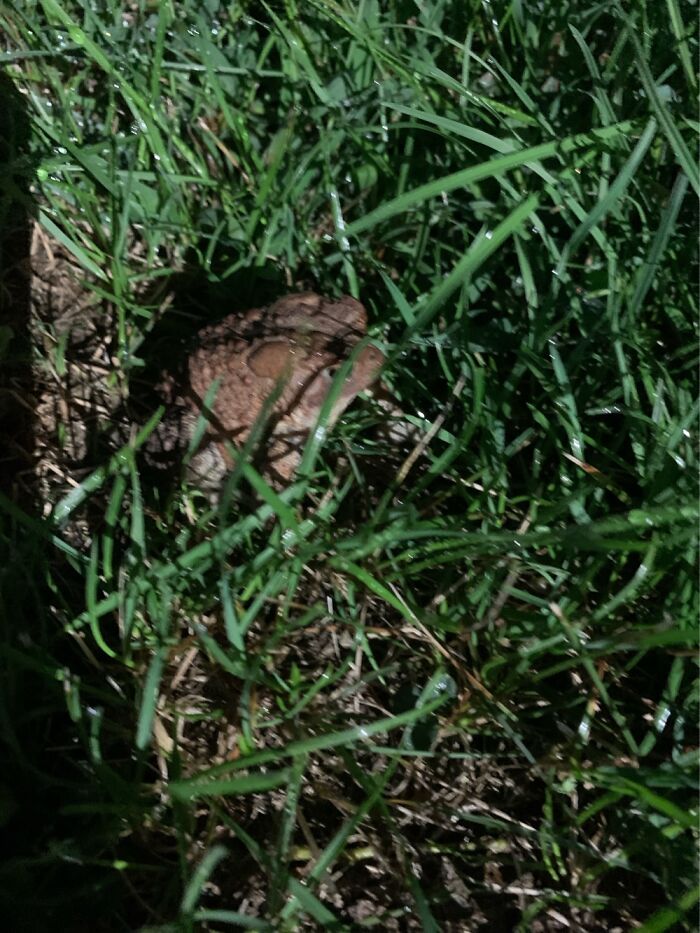 Saw This Guy Last Weekend. Loved To Have His Side Scratched. Leaned Right Into Me