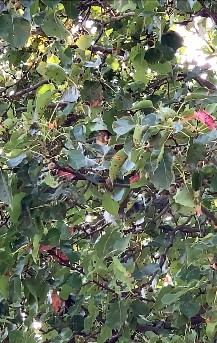 This Squirrel Lives In The Tree In Our Front Yard. We Call It My Dog’s Squirrelfriend