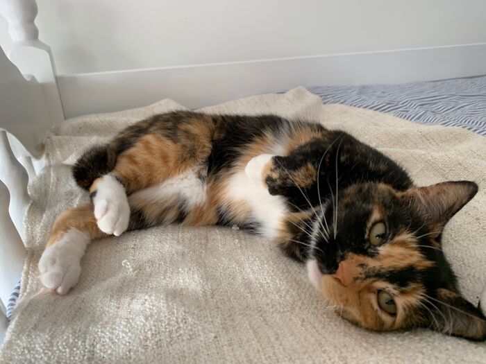 Priya (Missie Toot) Is Missing A Front Leg And Half Her Tail But Is Still A Gorgeous Lady