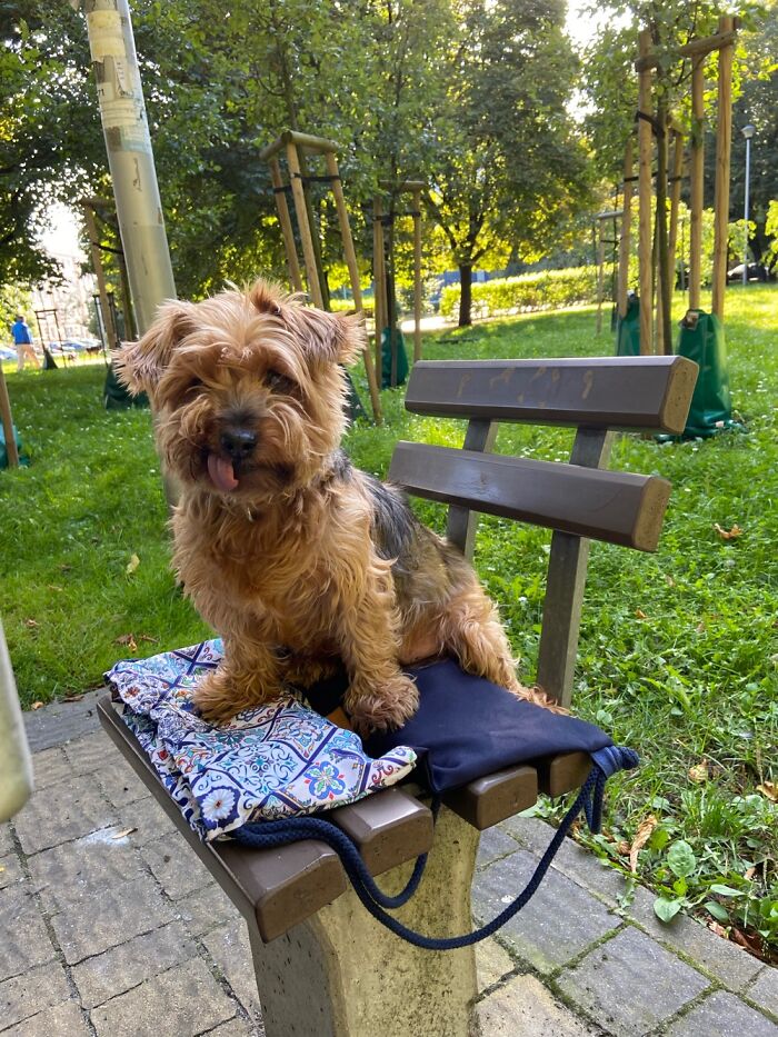 Watson, 16yo. His Back Tendons Are Broken So Can Barely Walk, And He’s Toothless