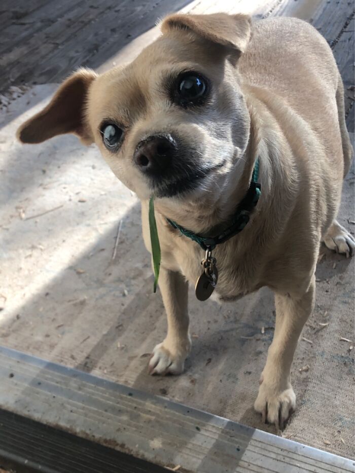 Piepie- Imha , Insulin Resistant Diabetes , Recently Went Blind But Still Kicks Bondoonie!