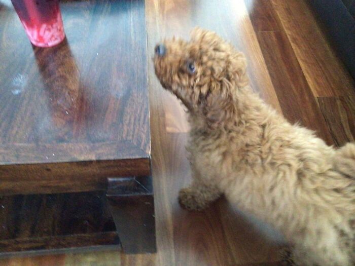 What Is A Photo Of Your Pet Begging For Something?