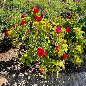 sophiadeyoung avatar