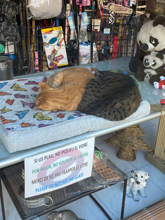 Pet Shop In Barcelona, Spain