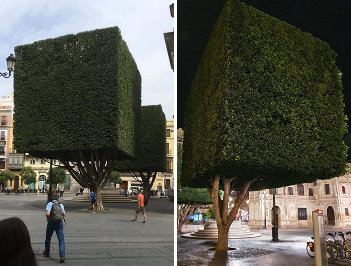 Squared Trees In Sevilla, Spain