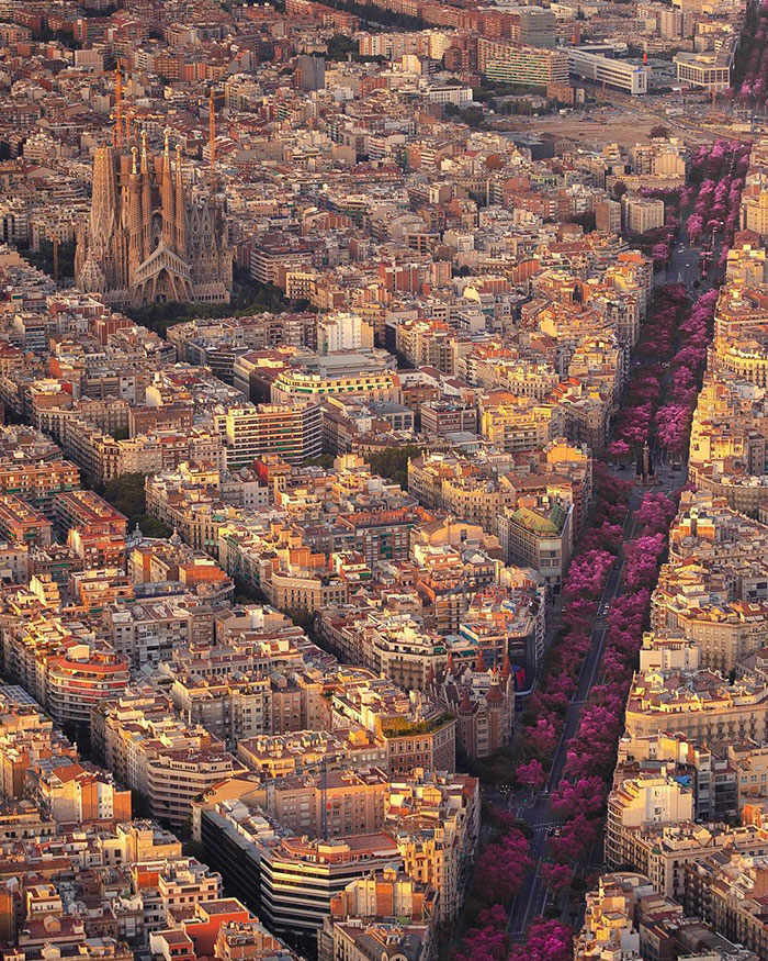 Blossoms In Barcelona