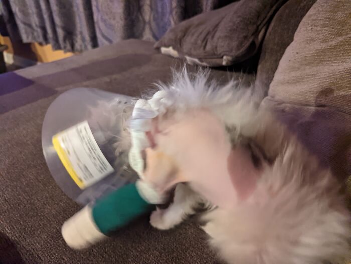 Does This Poor Little Guy Count?