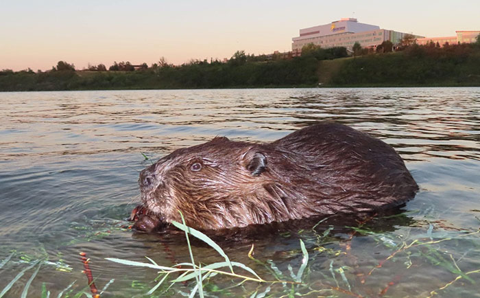 This Guy In Canada Has A Whole Facebook Page Where He Posts Videos And Pictures He Takes Of Beavers In His City Everyday 