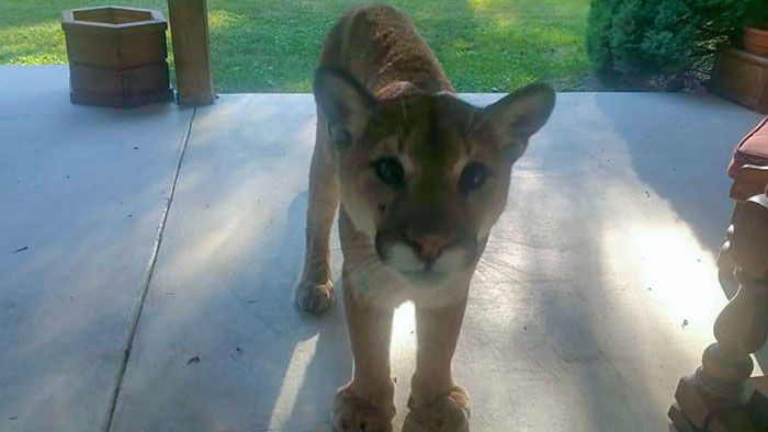 Walked Right Up To Us. BC, Canada