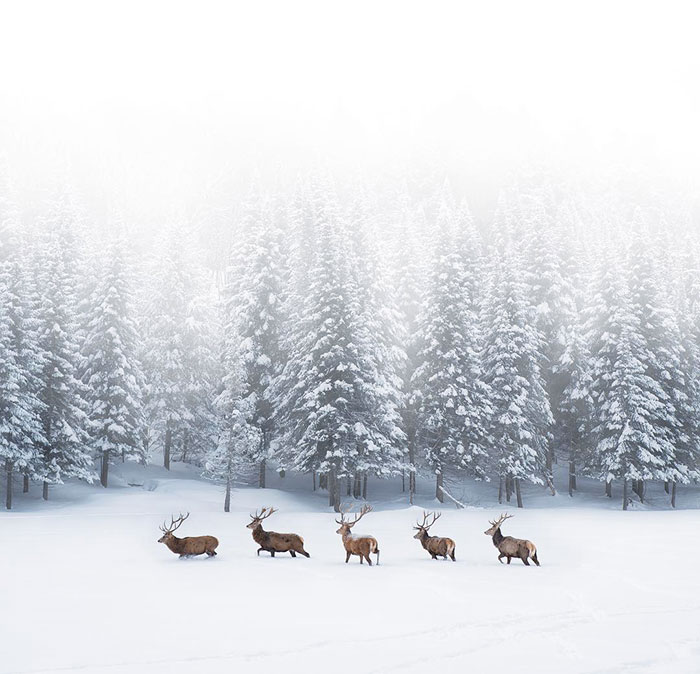 After Showing Off Their Modelling Skills, A Gang Of Bull Elks Decided To Bolt Off The Frozen Tundra, In Search Of Some Greener Pastures. Montebello, Quebec
