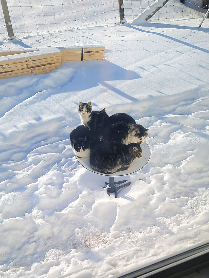 Starlink Works Great Until The Cats Find Out That The Dish Gives Off A Little Heat On Cold Days