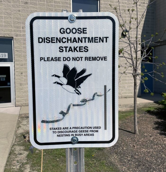 In Canada, We Have "Disenchantment Stakes" To Keep Geese Away From Busy Areas