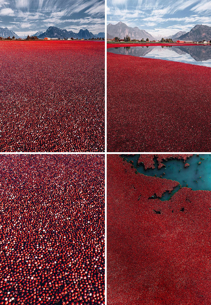 October Cranberry Harvest Near Vancouver, Canada. Every Year, Farmers Harvest Cranberries By Filling Them With Water. Since The Berry Contains Air Bubbles, It Pops Up