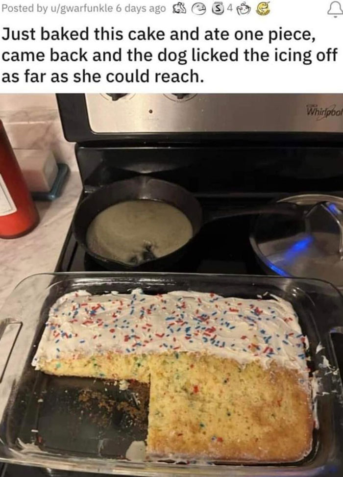 Mischievous-Animal-Memes