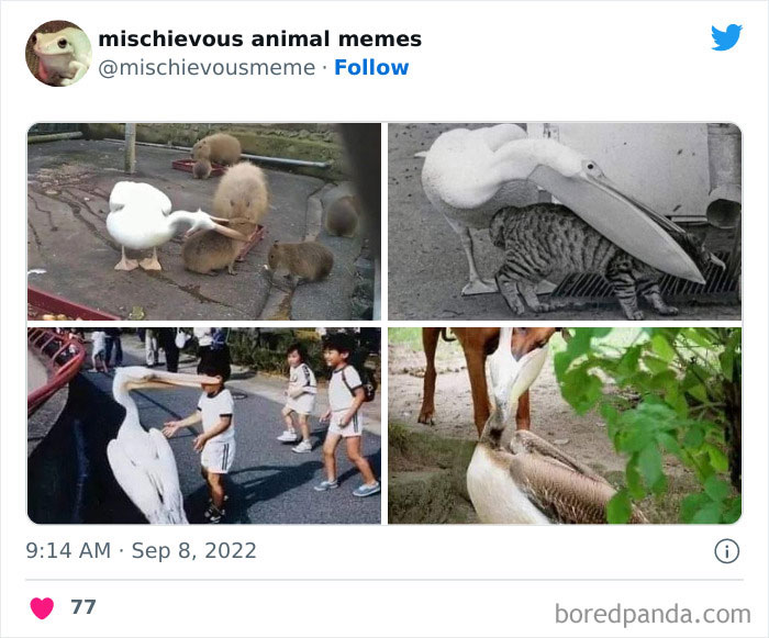 Mischievous-Animal-Memes