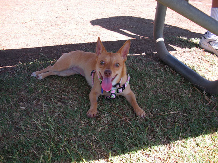 Family Drama Ensues After Daughter Forgets About Their Dog And Costs Family Almost $2,000 In Vet Bills Family Drama Ensues After Daughter Forgets About Their Dog And Costs Family Almost $2,000 In Vet Bills