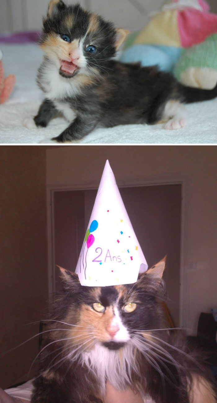 First Pic Of My Norwegian Forest Crazy-Cat And Nearly Two Years Later