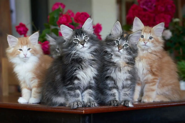 Norwegian Forest Kittens