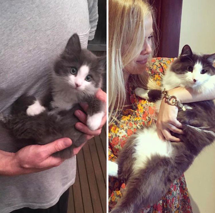 We Got Him From The RSPCA (Animal Shelter In Australia) We Always Wondered Why He Would Never Meow - But Made A Small Chirping Noise