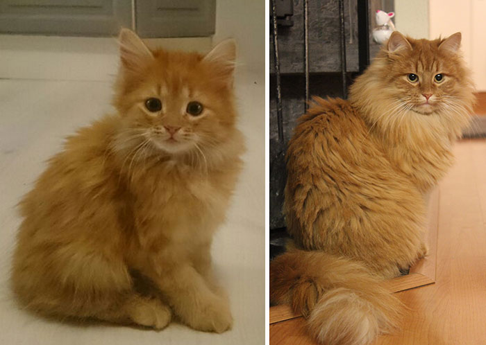 My Norwegian 3 Years Ago And Now