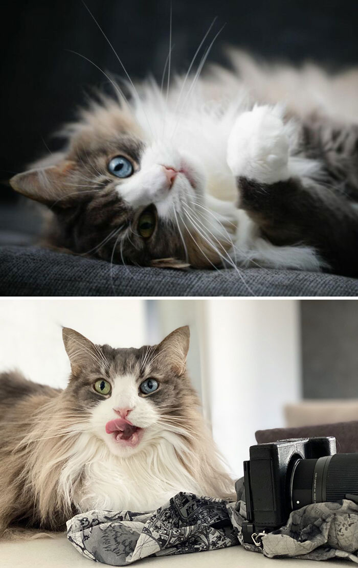 Los ojos en esta bola de pelos noruega