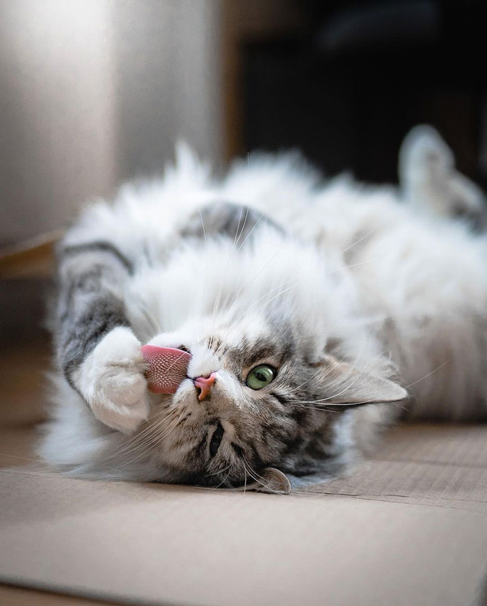 Aslan - Just A Fluffy Boy Living His Best Life