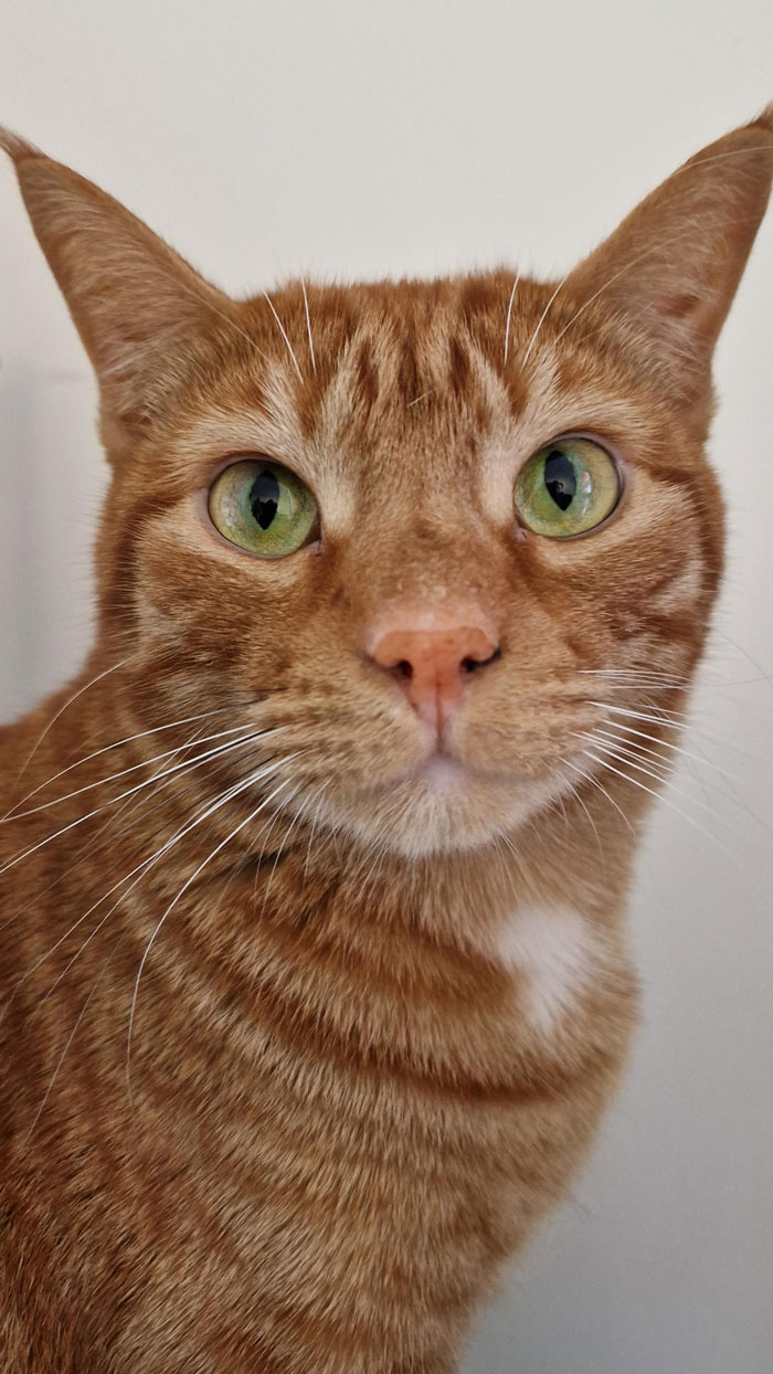 Ron Is 2 Glorious Years Old Today And The World Must Know