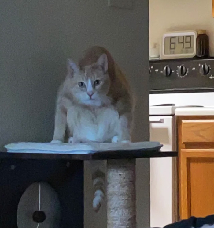 My Little Sleep Paralysis Demon