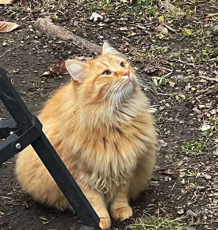 Atticus, The Powder-Puff