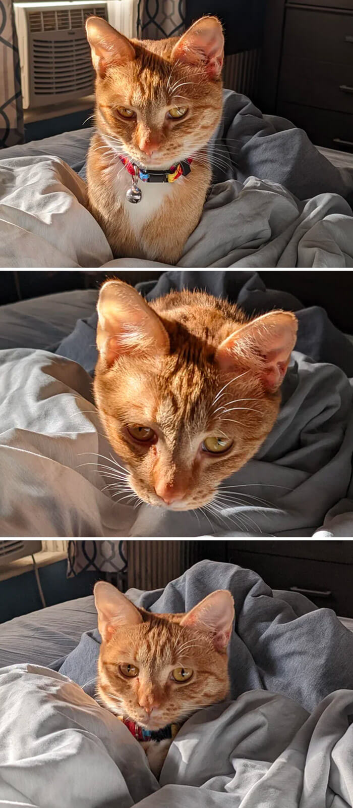 Annie Was Cold This Morning And Wanted To Be Under The Blanket