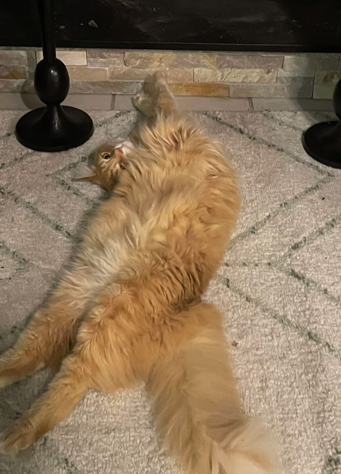 Fred Likes The Fireplace