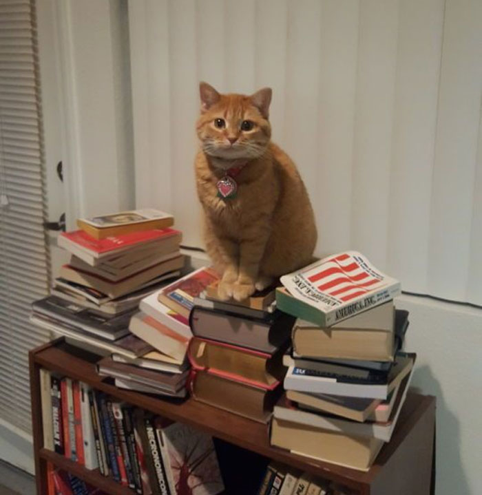 Bella Has A Book If You Have A Minted Coin