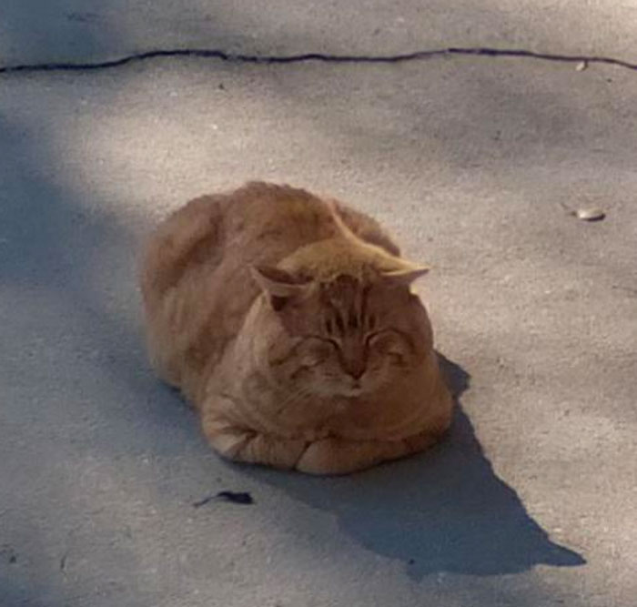 My Mum's Big Boy Outside Enjoying The Sun