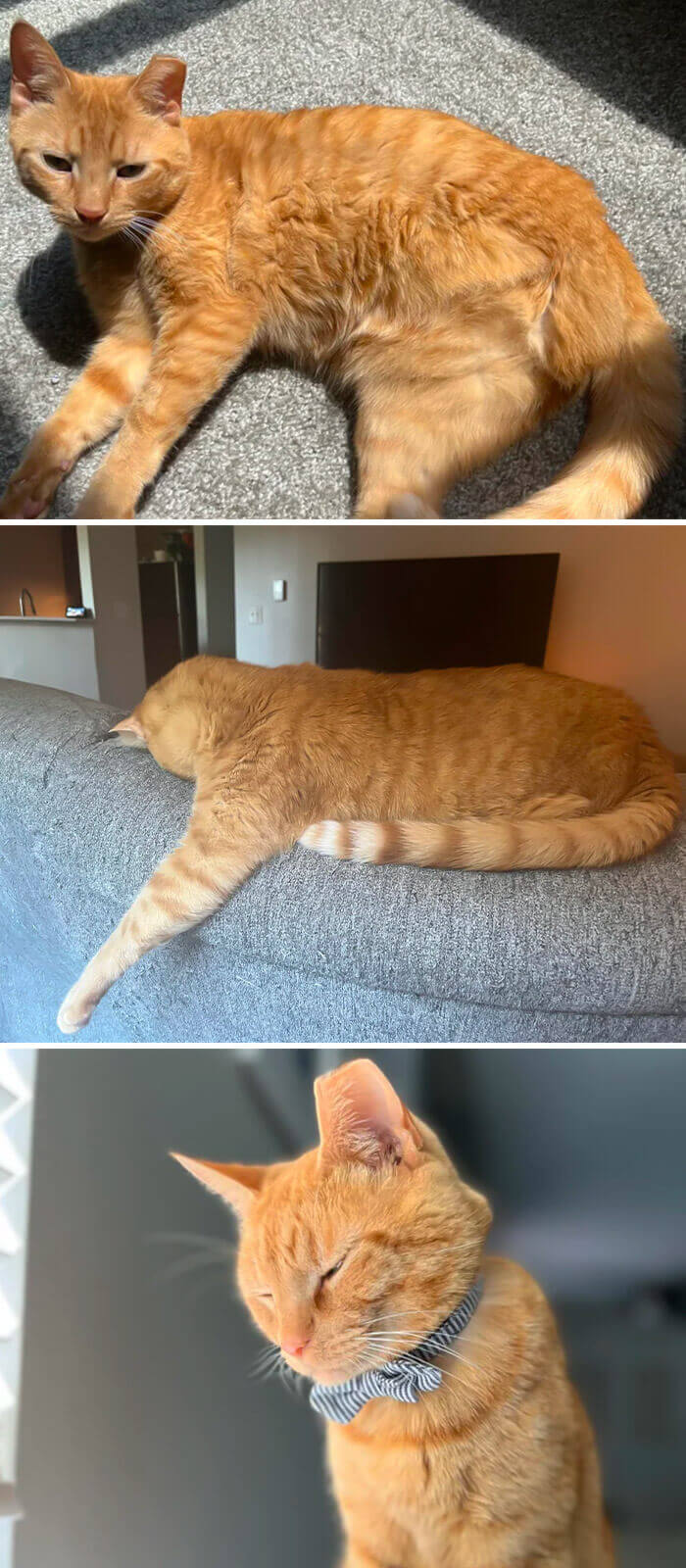 Beans, My Sweet Orange Tripod