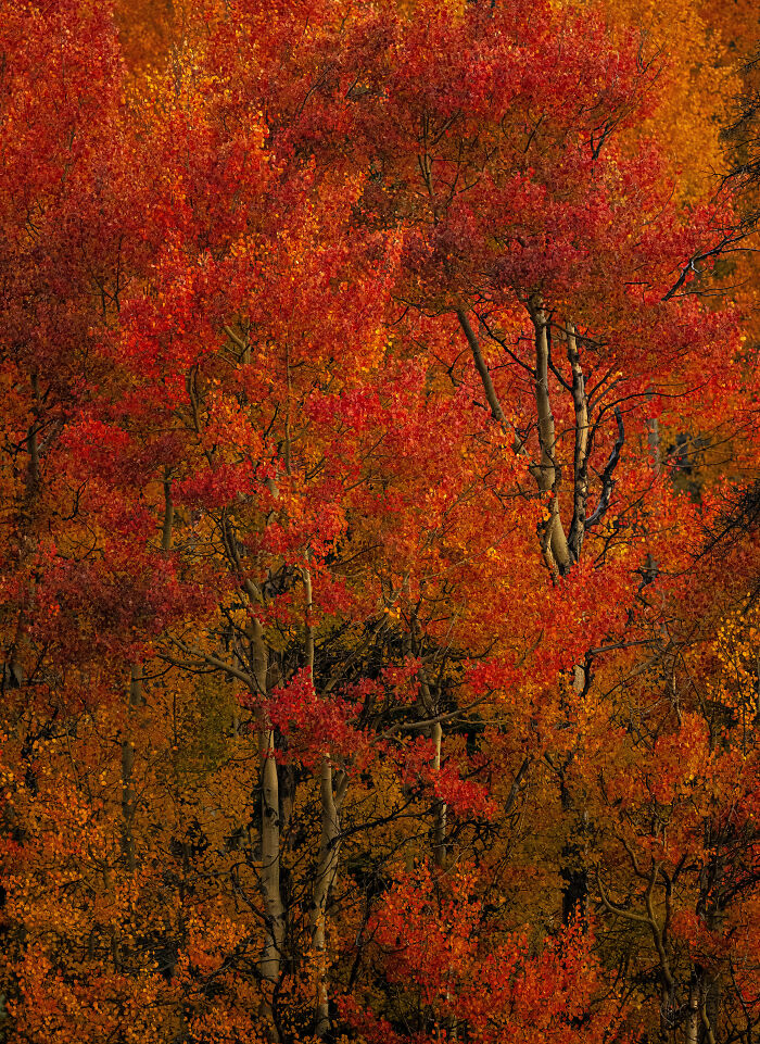 Always A Few Orange Aspen