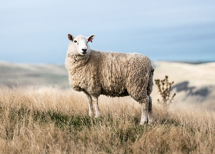 30 People Share The Funniest Things They’ve Heard Their Partners Say In Their Sleep