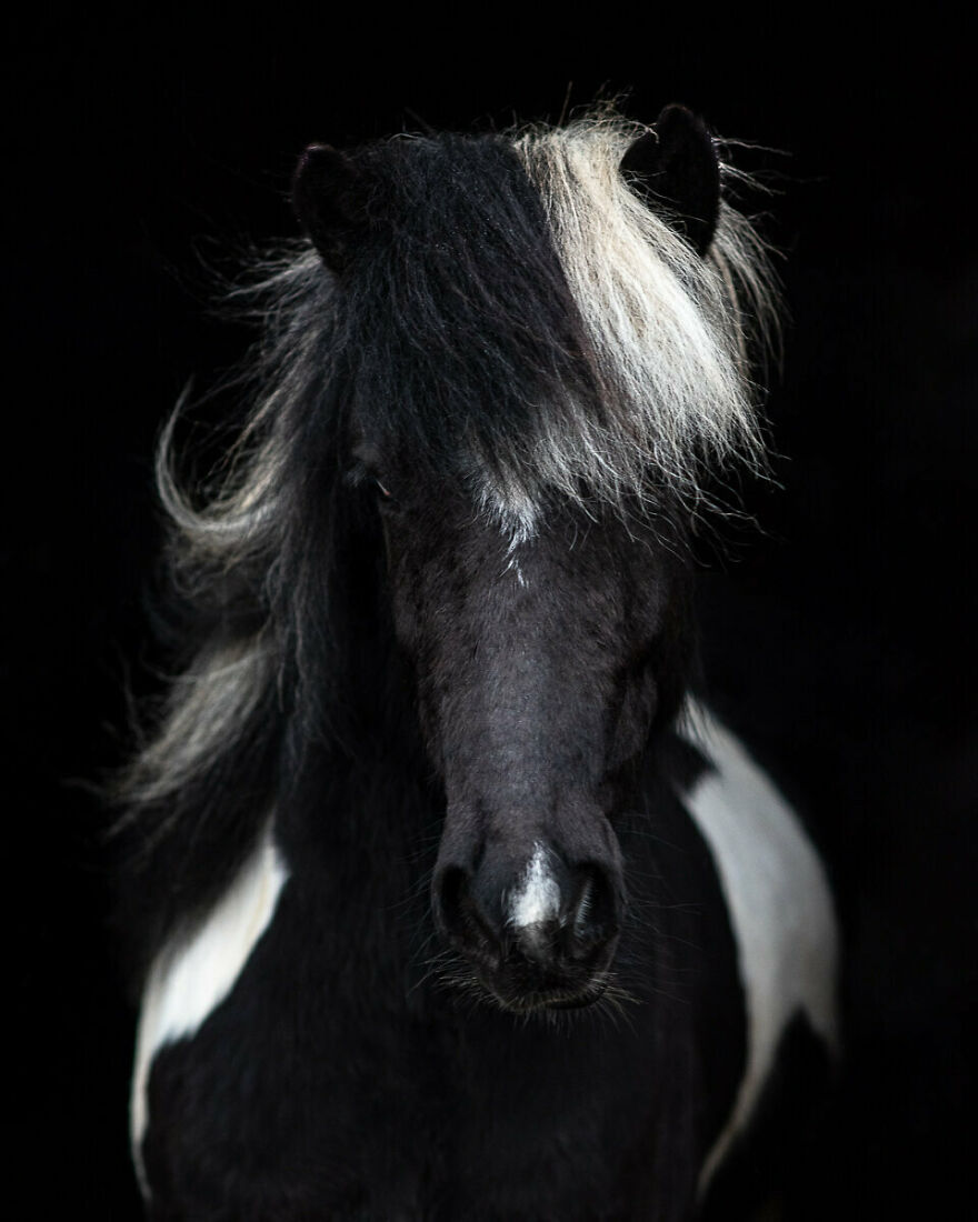 Icelandic Horses Come In Many Colors