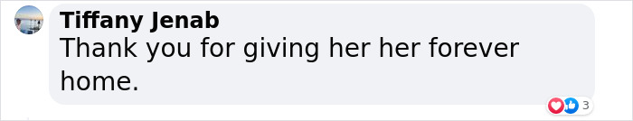 Senior Dog Returned To Shelter After 12 Years To Be Put Down Is Now Living Her Best Life After Vet Adopts Her Senior Dog Returned To Shelter After 12 Years To Be Put Down Is Now Living Her Best Life After Vet Adopts Her