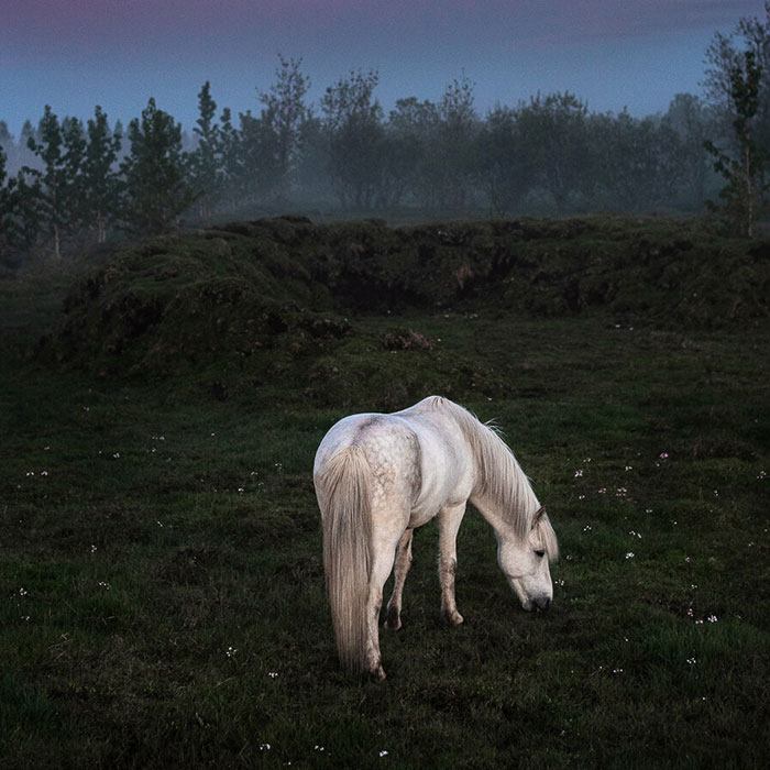 I Took Pictures Of Beautiful Horses In Breathtaking Icelandic Landscapes, And Here Are 30 Of Them